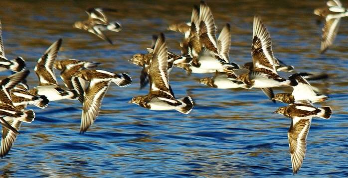 Ruddy Turnstone by jmt-29 is licensed under CC BY 2.0.